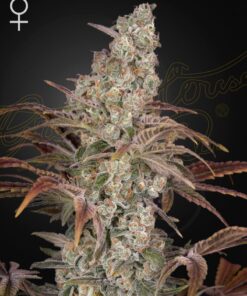 Foto Jacks dream 100% green house