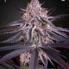 Foto King's juice 100% green house