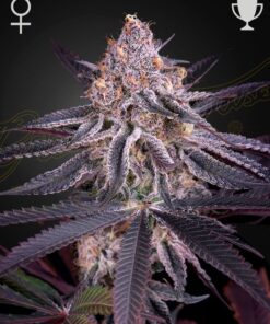 Foto King's juice 100% green house