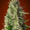 Foto Kali 47 100% advanced seeds
