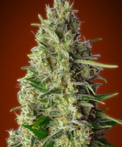 Foto Kali 47 100% advanced seeds