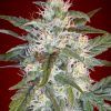 Foto Kaya 47 100% advanced seeds