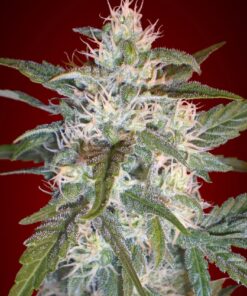 Foto Kaya 47 100% advanced seeds