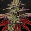Foto King's kush auto green house