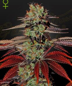 Foto King's kush auto green house
