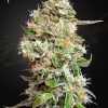 Foto King’s kush auto cbd green house