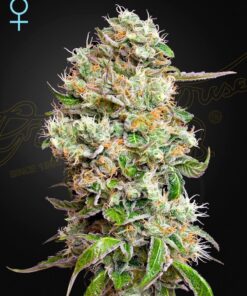 Foto King’s kush auto cbd green house