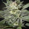 Foto King's kush cbd green house