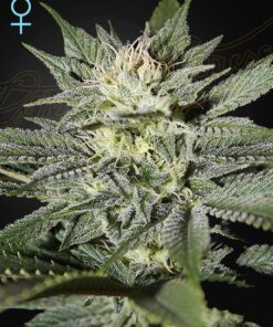 Foto King's kush cbd green house