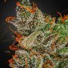 Foto King's kush 100% green house