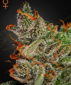 Foto King's kush 100% green house