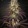 Foto Kongs krush 100% green house