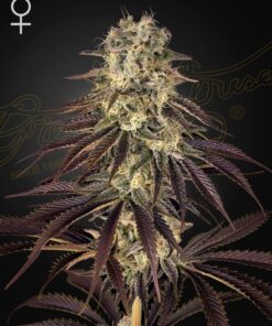 Foto Kongs krush 100% green house