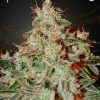 Foto Lemon skunk 100% green house