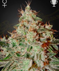 Foto Lemon skunk 100% green house