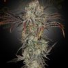 Foto Money maker 100% green house