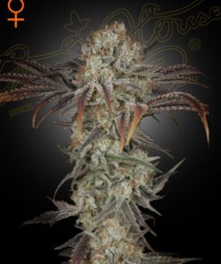 Foto Money maker 100% green house