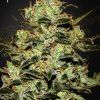 Foto Moby dick 100% green house