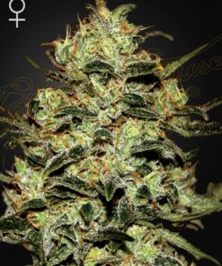 Foto Moby dick 100% green house