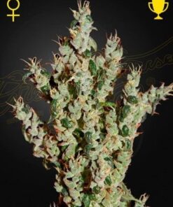 Foto Nl5 haze mist 100% green house