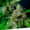 Foto Auto nemo 100% exclusive seeds bank