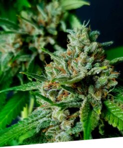 Foto Auto nemo 100% exclusive seeds bank