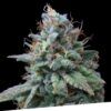 Foto Nemo 100% exclusive seeds bank