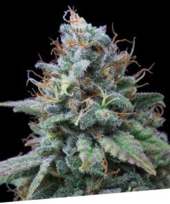 Foto Nemo 100% exclusive seeds bank