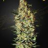 Foto Neville's haze 100% green house