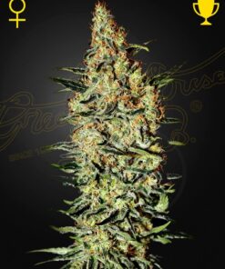Foto Neville's haze 100% green house