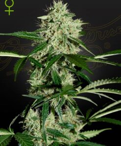 Foto Northern lights auto green house