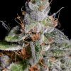 Foto Original cheese 100% paradise seeds