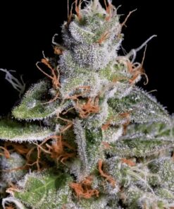 Foto Original cheese 100% paradise seeds