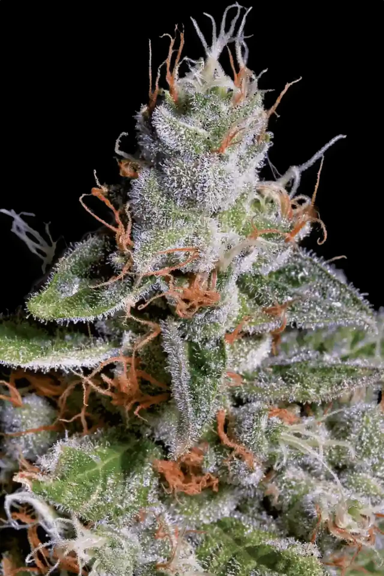 Original cheese 100% paradise seeds Foto Original cheese 100% paradise seeds