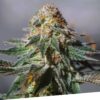 Foto Auto oxus 100% exclusive seeds bank