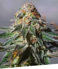 Foto Auto oxus 100% exclusive seeds bank
