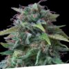 Foto Oxus 100% exclusive seeds bank