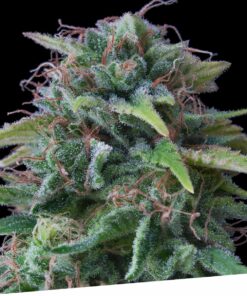 Foto Oxus 100% exclusive seeds bank