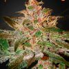 Foto Pure kush 100% green house