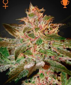 Foto Pure kush 100% green house