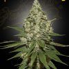 Foto Super lemon haze 100% green house