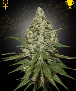 Foto Super lemon haze 100% green house