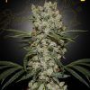 Foto Super silver haze 100% green house