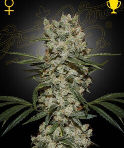 Foto Super silver haze 100% green house