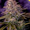Foto American purple auto positronics