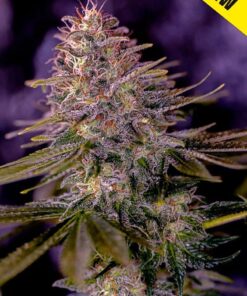 Foto American purple auto positronics
