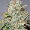 Foto Shark widow 100% advanced seeds