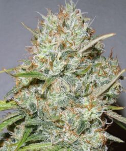 Foto Shark widow 100% advanced seeds