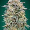 Foto Shark widow cbd advanced seeds