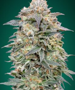Foto Shark widow cbd advanced seeds